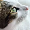 @Tabby and Tuxedo Cat