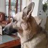 @stella_bella_dog