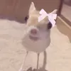 @𝓙🎀