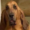 @thebloodhoundlife