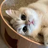 @mango.kittycat