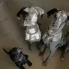 @tailwaggintitans