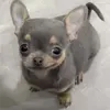 @ULI
