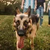 @german.shepherd66