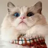 @7339793825021756458