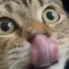 @7342319044610425899
