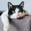 @llo77633e3t