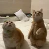 @7350523428757996590