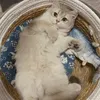 @catmonster68