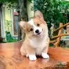 @qinmgprs1eq