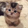 @7433979163402339371