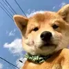 @7434026417036346414