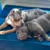 @chubbsandkalypso