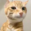 @smartpaws