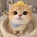 @user4594138195116