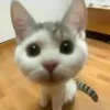 @sg0zuomrtzr