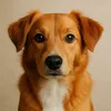 @pawfectly.supplement