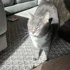 @limitless.light_