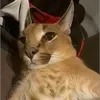 @purr.hg1