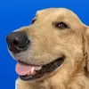 @goldendealsforyou
