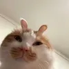 @Cyciycgi
