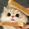 @7576502193856021518