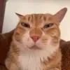 @fboj218823179