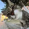 @7626037238359671821