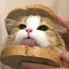 @7632354462161699853