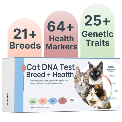 Basepaws Cat DNA Test Kit - 1 Pack, Breed & Health Reports, Wildcat Index, 39 Health Markers, 17 Genetic Disease Screenings