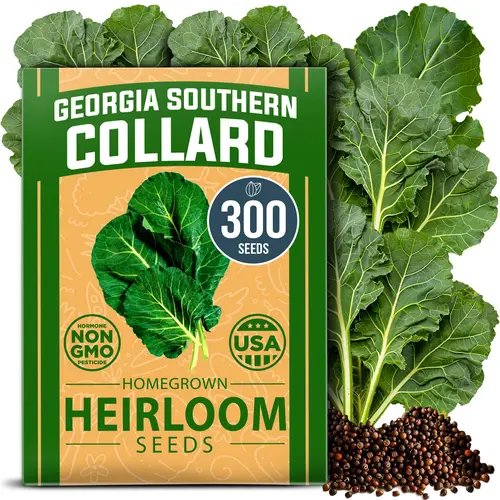 Home Grown Georgia Southern Collard Greens Garden Seeds - Premium 300 High Germination Rate Brassica oleracea Seeds, Easy to Grow Bulk Heirloom Leafy Seeds for Home Planting Vegetables