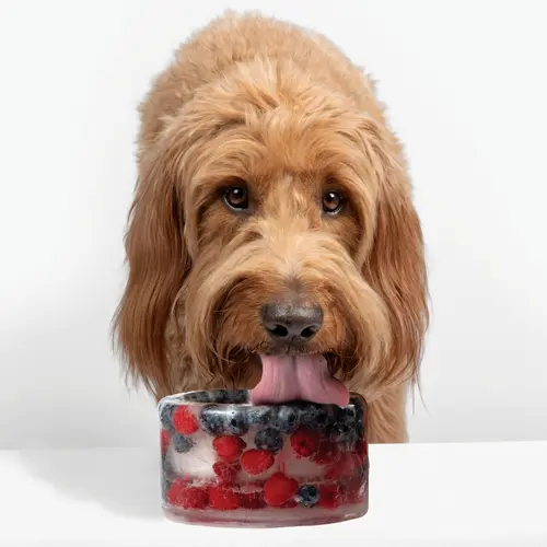 Freeze-Your-Own Dog Treat Bowl
