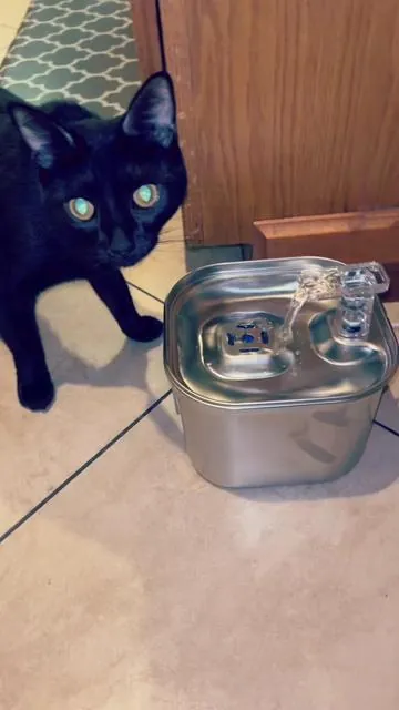 This cat Dog automatic filtered water fountain is perfect for our animals. It’s only $11 in the TikTok shop with an additional 15% off coupon! I love that I fill it up once a day and they’re good for the whole day #tiktokshopholiday #tiktokshopfinds #tiktokshopblackfriday #christmasgiftideas #fallfreshness #tiktokshopblackfriday #tiktokshopholidayhaul #tiktokshopcybermonday #falldealsforyou #kitty #cat #catsoftiktok #dog #dogsoftiktok #water #catwaterfountain #dogwater #pet #waterfountain 