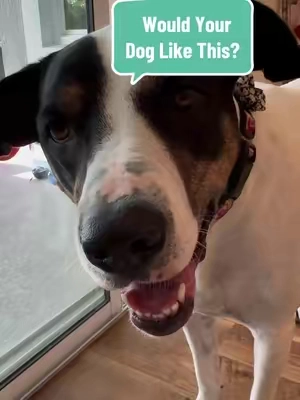 Check out this cool dog food puzzle. Use it for training, self feeding or just for fun! She caught on quick! #puzzlefeeder #dogtoys #christmasgifts #smartdogs #tiktokshopfinds #tiktokshopblackfriday #tiktokshopcybermonday #tiktokshopdeals #tiktokshopholidayhaul 