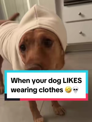 Replying to @Mom life | hacks | DIY These are perfect for dogs that get stressed reslly easily! #comfrt #comfrtclothing #comfrtdoghoodie #doghoodie #foxredlab #tiktokshopblackfriday #tiktokshopblackfriday2024 #ttsblackfriday #ttscybermonday #tiktokshopcybermonday2024 #tiktokshopcybermonday #tiktokshopcybermondaysale #giftguide #ttsdelightnow 