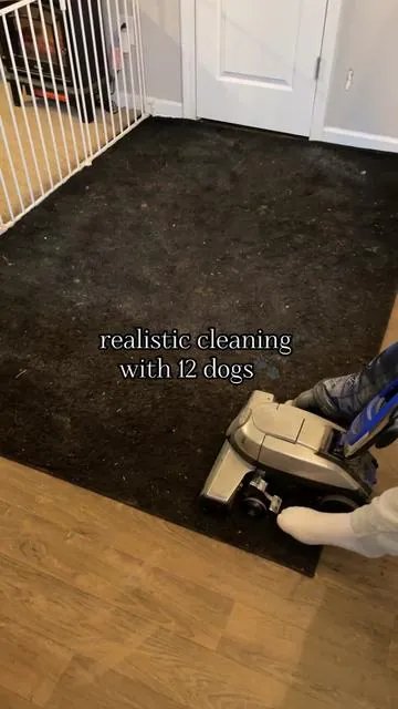Have a PAWsome day🐾 #Cleantok #cleaning #cleaningtiktok #cleantok101 #cleaningtok #cleaningmotivation #cleaninghacks #sahmsoftiktok #realistic #vacuum #satisfyingcleaning #satisfyingcleans #gentlegiant #carpetcleaning 