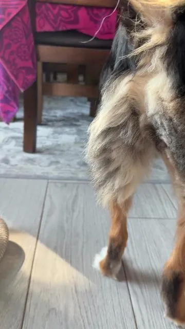 Replying to @Nate Johnson I know what you mean but I promise it’s pretty easy.  #dog #cat #petvacuum #doggroomer #doggrooming #grooming #dogsoftiktok #dogtok #doglover #catlover #clippers #puppy #tiktokshop #dogvacuum #aussie #australianshepherd #tiktokshoploveatfirstfind  #lovelanguage #seasonalgems #spotlightfinds #doghair #tiktokshopcreatorpicks  #tiktokshoprestock 