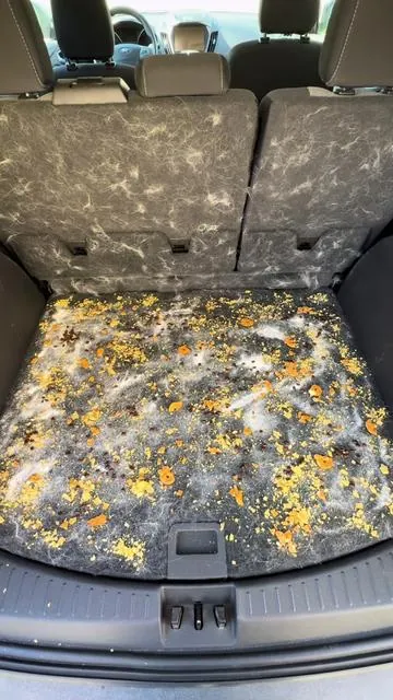 All car detailers have been in trouble 😬😬 #fanttikday #cardetailing #carvacuuming #cardetailersoftiktok #fanttik #springtok #cardetailersoftiktok 