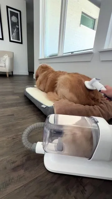 Love how good Belle looks after using this! #goldens #goldensoftiktok #goldenretriever #goldenretrieverlife #petgrooming 