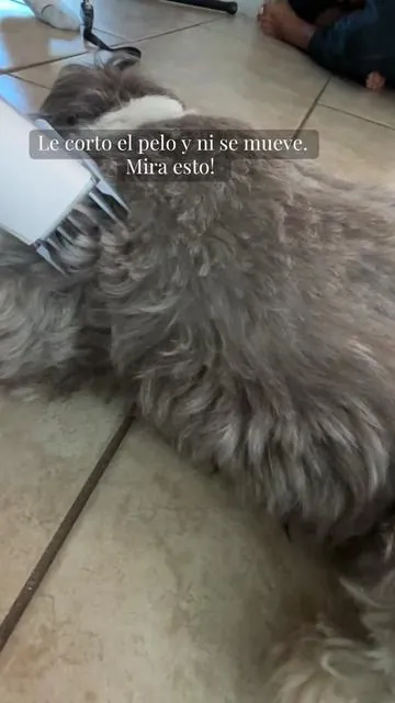 Corta, cepilla y aspira el pelo al mismo tiempo, sin desorden y sin ruido. ¡La solución para dueños de mascotas está en descuento con envío gratis! #PetGrooming #petgrooming #petgroomingvacuum #pet #petproducts #dogproducts #catproducts @LMVVC #amoamimascota #doglover 