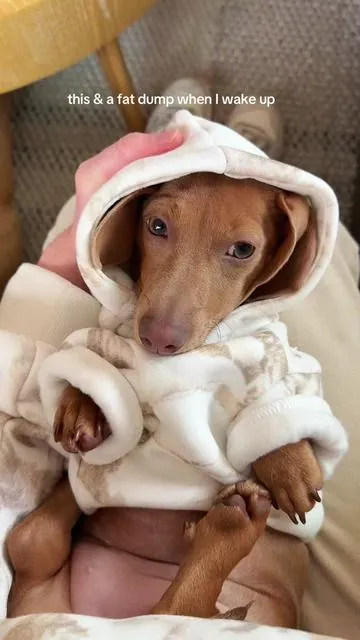love my @Comfrt hoodie sm #comfrt #comfrtpaws #thisand #trendingdog #cutestdog #doghoodie #camo #fyp #foryou #fypシ゚viral 