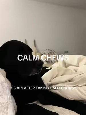 Helps him chill out @Native Pet #TiktokShopSpringGlowUp #Springtok #nativepet #doganxiety #anxiousdog 