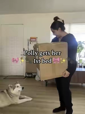 Polly only cares about going on a walk right now and nothing else 🤣🙌🏼 #dogbed #largedogbed #adoptdontshop #huskylife #huskysoftiktok #huskylove #pollythedog #doglover 