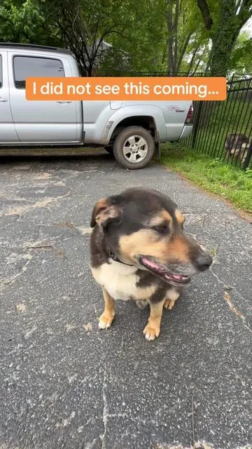The results are in!  #basepaws #dogdnatest #dogdna #doghealth #dogsoftiktok #puppy #puppytok #vet #veterinarian #dogshealth #happydog #ttslevelup #tiktokshopcreatorpicks #rottweiler #germanshepherd 