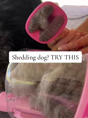 **I didn’t have high hopes for this…**   That’s why I’ve always blown money on a groomer 🙃   But this all-in-one dog grooming kit vacuums, trims, grinds and blow-dries — and actually WORKS.   No mess. No stress. No $100 groomer bill.  My most loved attachment is the one that sucks the dog hair off your clothes!! Perfect for dogs who shed excessively. As the parent of an Australian Shepherd this is a no brainer. Dog parents, don’t waste another dime on professional grooming👇 link 🔗 in the shopping cart 🛒  #doggroomingkit #dogmomlife #geoorood #dryerandvacuumgroomingkit #petgrooming #petgroomingtools #atgroomhome #dogcaretips #doodlelife #deshedding #australianshepherdsoftiktok #sheddingseason #undercoat  @Geoorood pet 