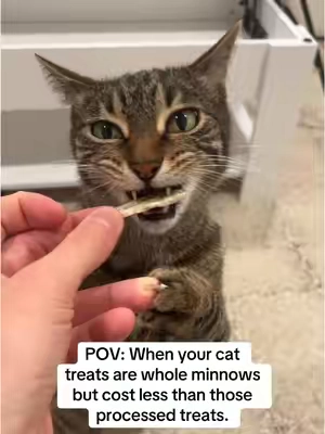 If you love your cat get them the good stuff! #kinglou #cattreats #dogtreats #pets #driedminnows 
