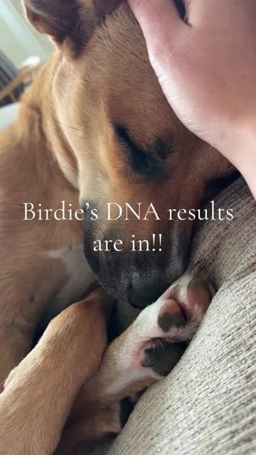 This kit is a must to learn all about your dog! The health risk screening is well worth its weight in gold! Grab one today while they’re on sale! #dogdnatest #dog 