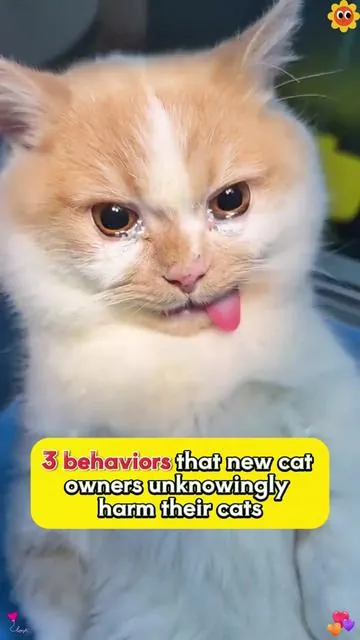 Cat Grass Treats-Help Your Cat Remove Hairballs Easily! a Must-Have for Shedding Season!#catlover #catsoftiktok #cattreats #cat #dealsforyoudays #catfood #pet #cats #cathairs