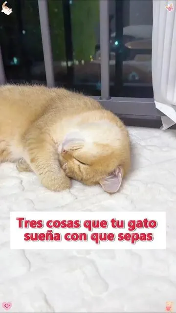 Cat Grass Treats-Gently Helps Cats Remove Hairballs!A Must-Have for Cat Owners!#catfood #catlover #cattreats #cat #catsoftiktok #pet 