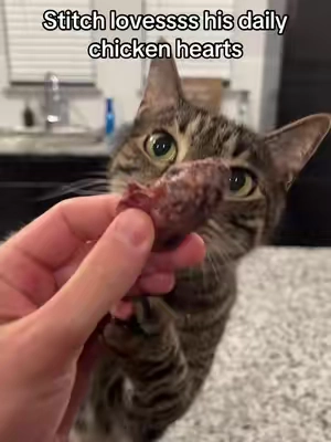 What treats do you feed your pets? #healthydogtreats #healthycat #healthycattreats #treatforpets 